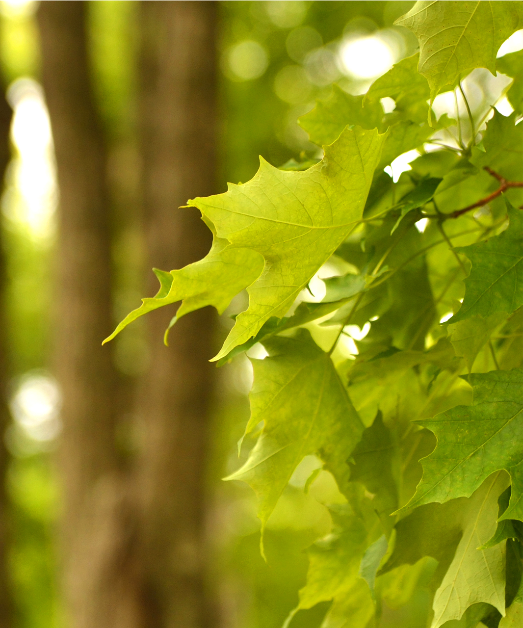 environment